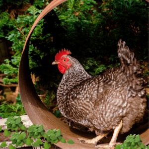 A speckled chicken with a red comb standing inside a rustic metal ring with green plants, possibly lemon balm, growing nearby and lush greenery in the background.