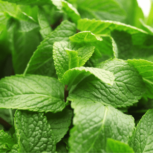  A close-up of vibrant green lemon balm leaves, showing their textured surface and healthy growth.