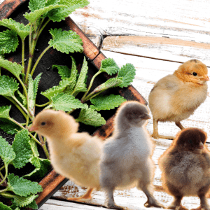  Four fluffy chicks of various colors standing near a wooden tray filled with fresh lemon balm leaves on a rustic whitewashed wooden surface.