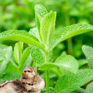  Two small chicks nestled together among lush green lemon balm leaves, surrounded by a vibrant, natural setting.
