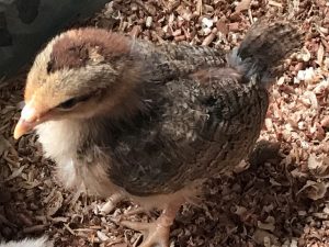 A young Welsummer chick standing on wood shavings. Almost fully feathered