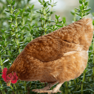 Article: Can Chickens Eat Thyme? A brown chicken pecking near vibrant thyme plants with green leaves.