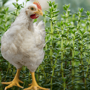  A white chicken standing in front of a lush green thyme plant.