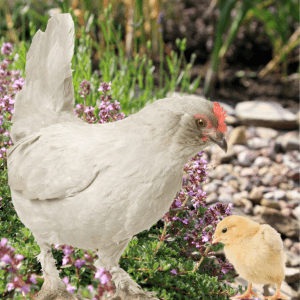 Article: Can Chickens Eat Thyme? A light-colored chicken and a yellow chick standing near blooming thyme plants.