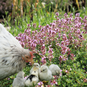 Article: Can Chickens Eat Thyme? A hen with a group of chicks near blooming thyme plants.